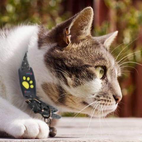 Meilleur dispositif de localisation GPS pour chats